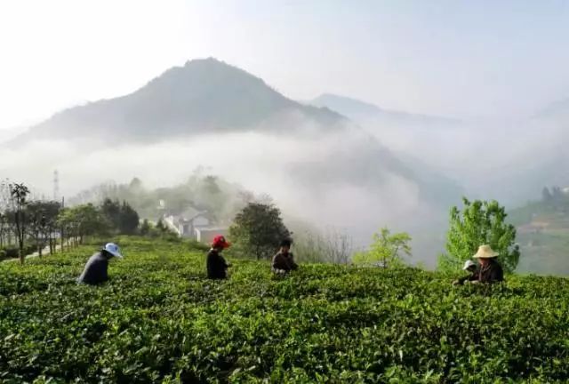 陕西紫阳富硒茶品天下