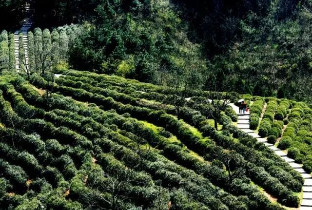 陕西紫阳富硒茶品天下