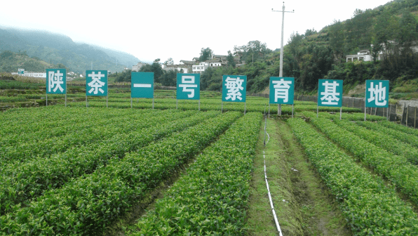 安康富硒茶产业的现状