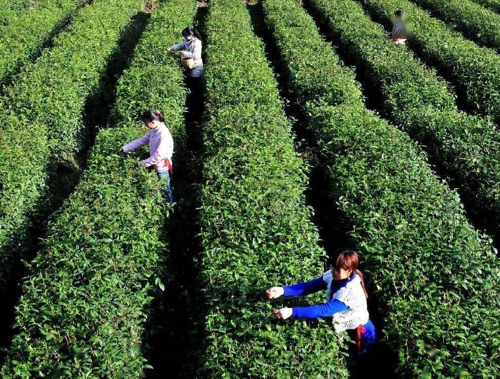 紫阳富硒茶全国排第几