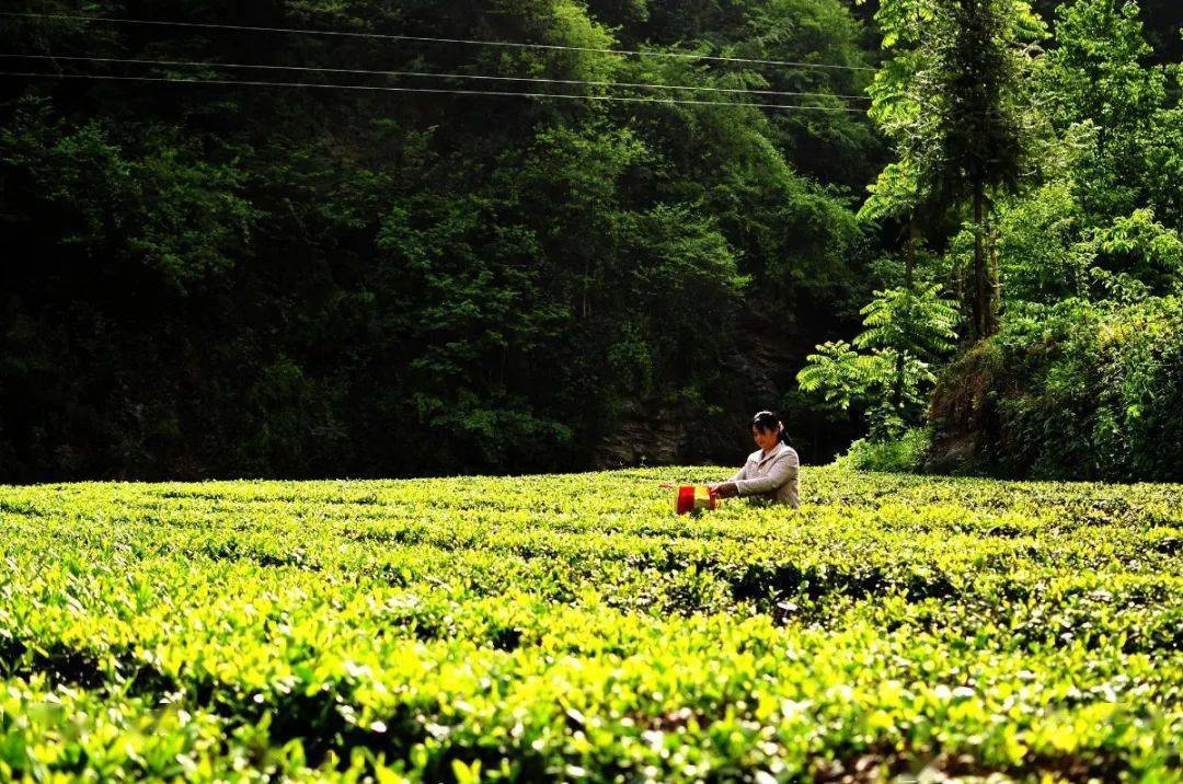 紫阳富硒茶全国排第几