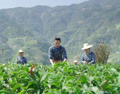 紫阳富硒茶全国排第几