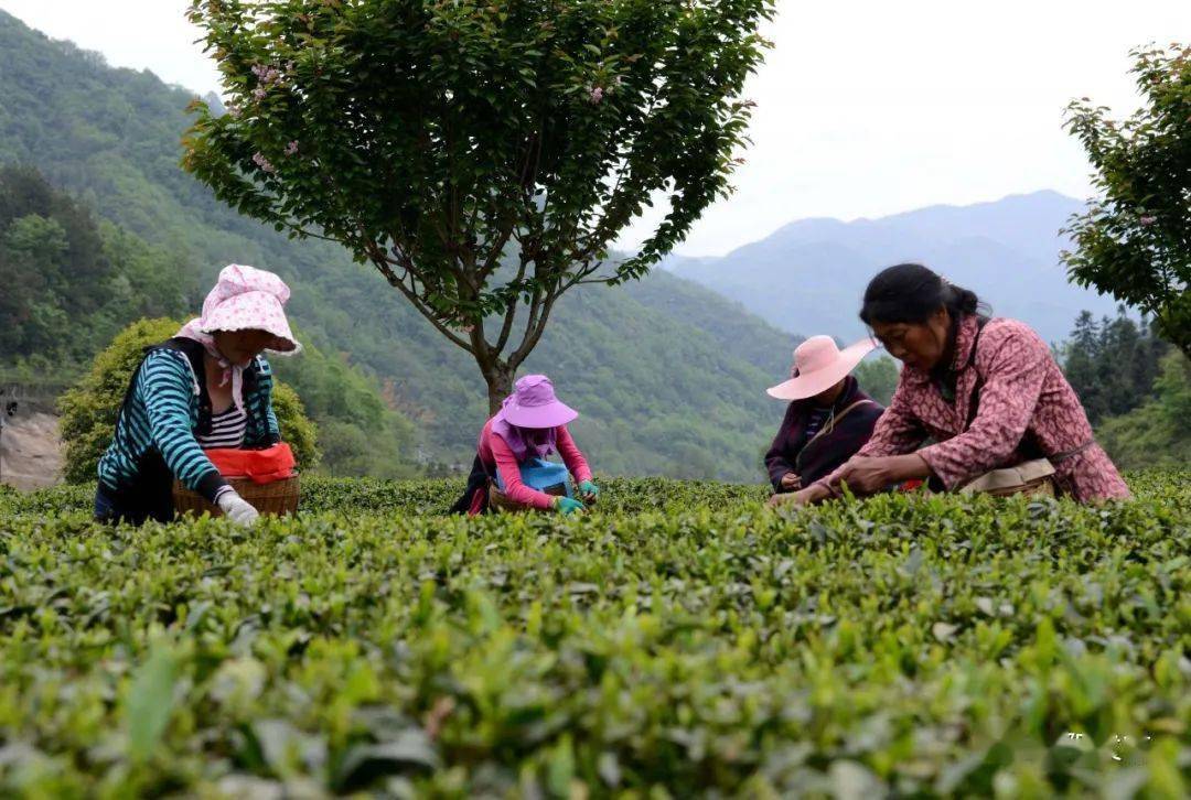 紫阳富硒茶全国排第几