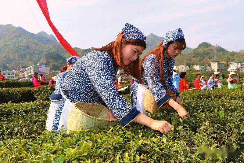 紫阳富硒茶全国排第几