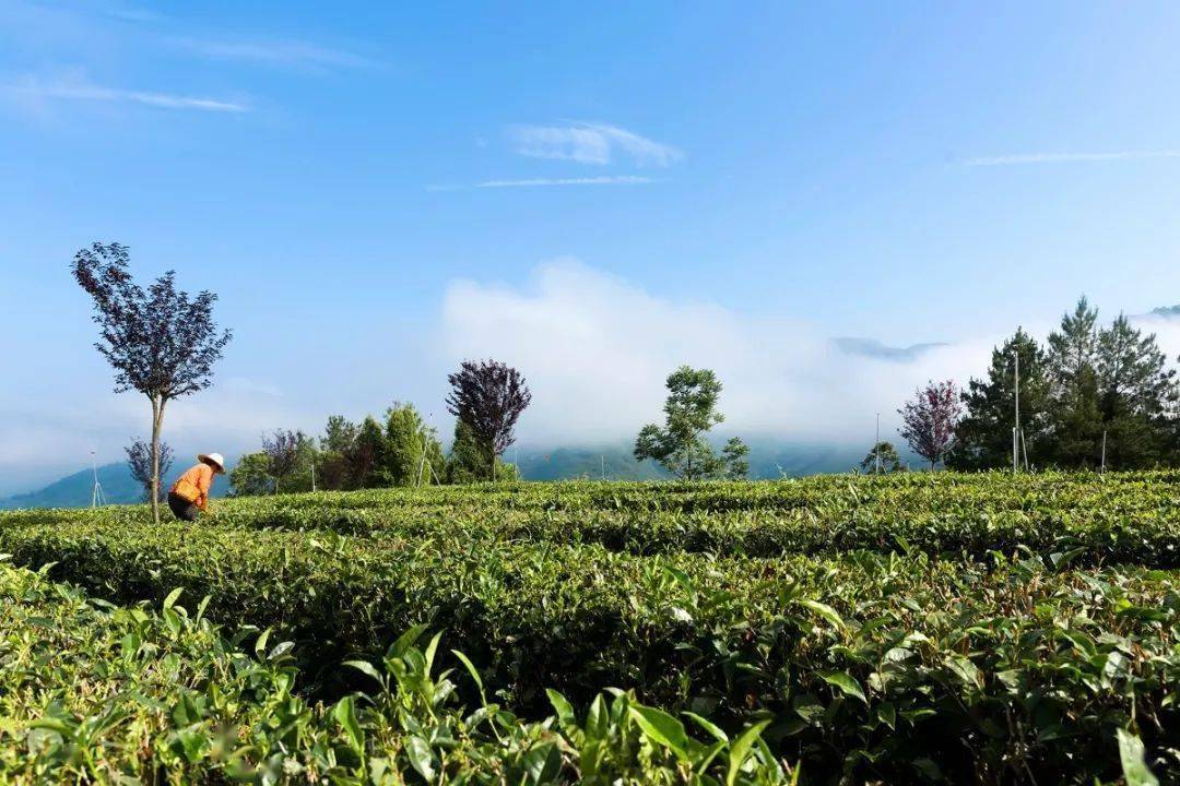 紫阳富硒茶全国排第几