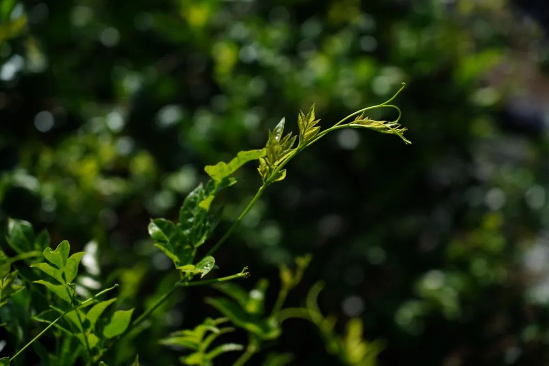 富硒藤茶和啥茶搭配好