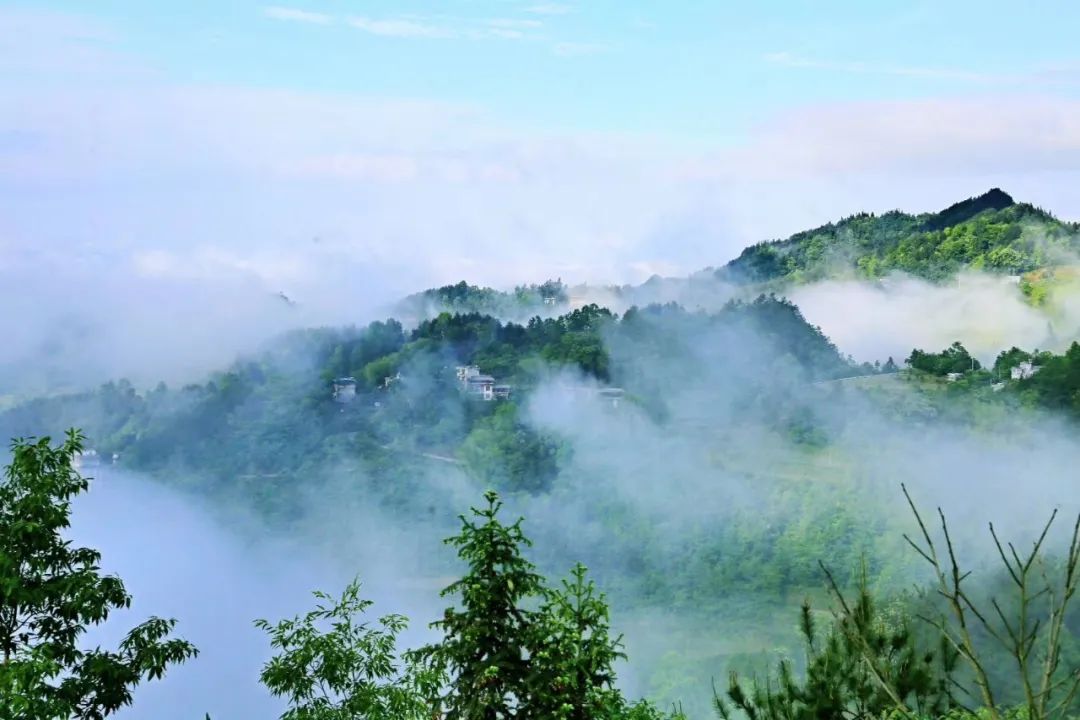 富硒藤茶和啥茶搭配好