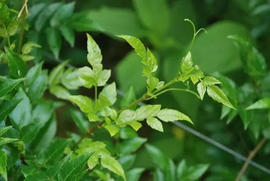 富硒藤茶和啥茶搭配好