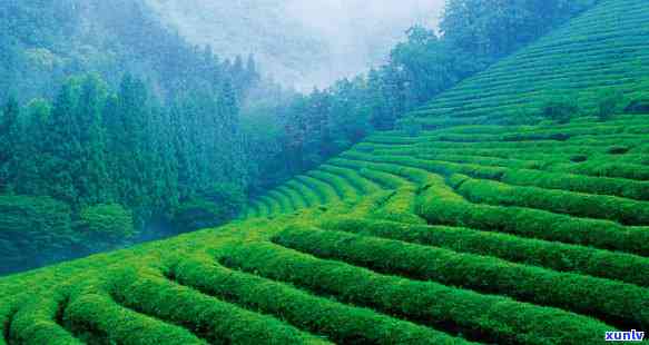 富硒茶是起什么作用的，揭示富硒茶的作用与功效