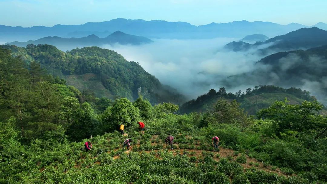 富硒茶好还是龙井茶好