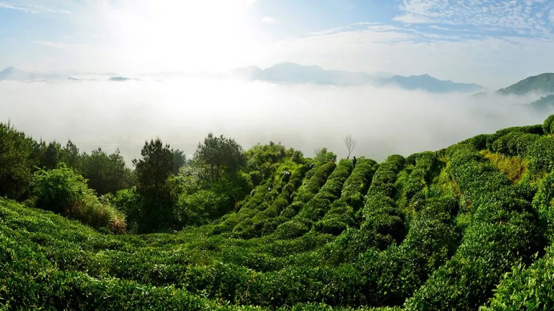 富硒茶好还是龙井茶好