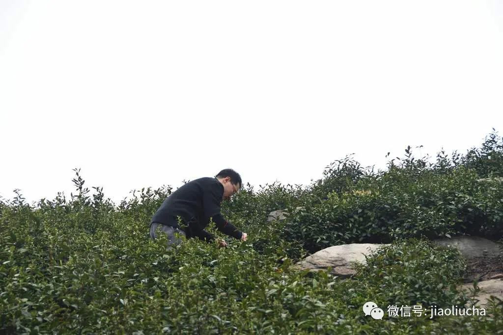 富硒茶好还是龙井茶好