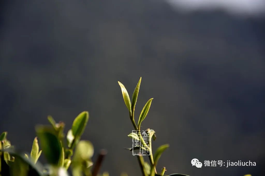 富硒茶好还是龙井茶好