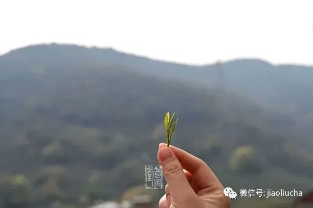 富硒茶好还是龙井茶好