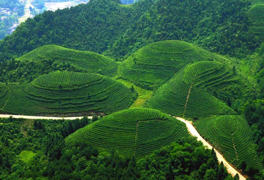 富硒茶跟有机茶一样吗