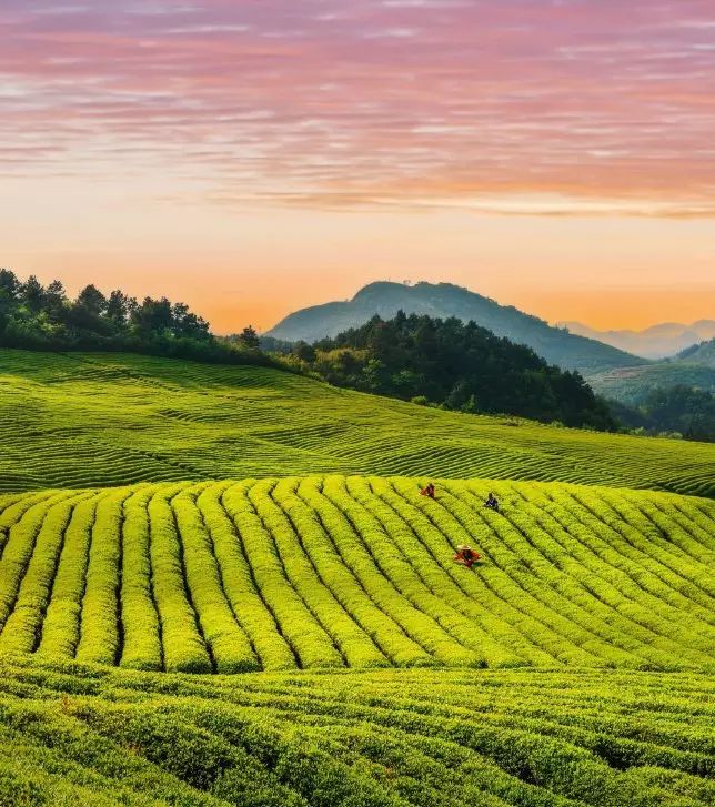 富硒茶跟有机茶一样吗