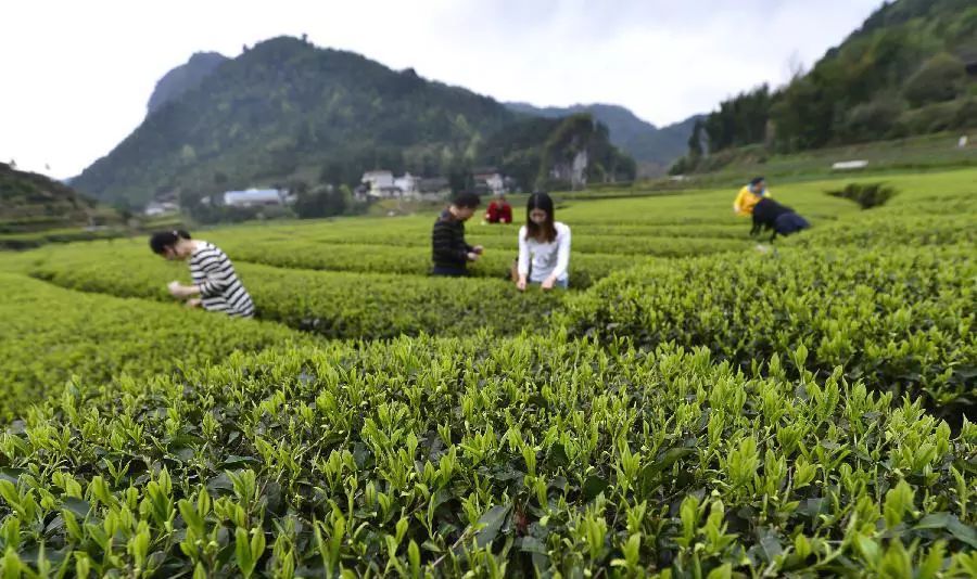 富硒茶跟有机茶一样吗