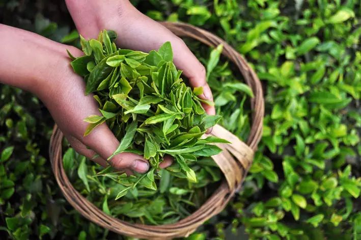 富硒茶跟有机茶一样吗