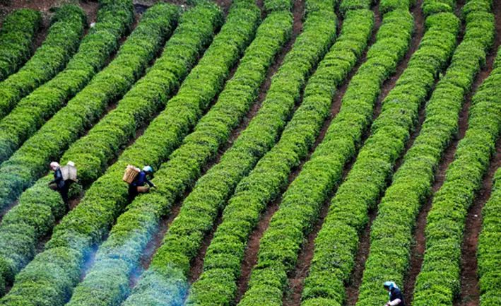 富硒茶跟有机茶一样吗