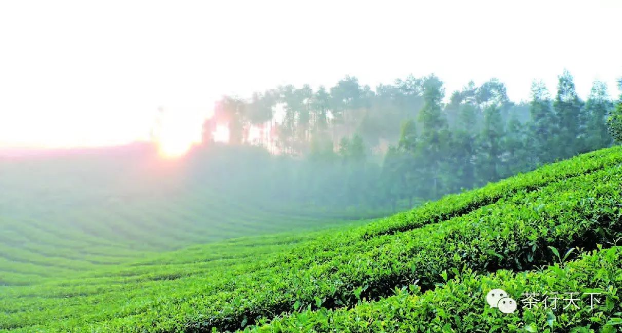 富硒茶跟有机茶一样吗