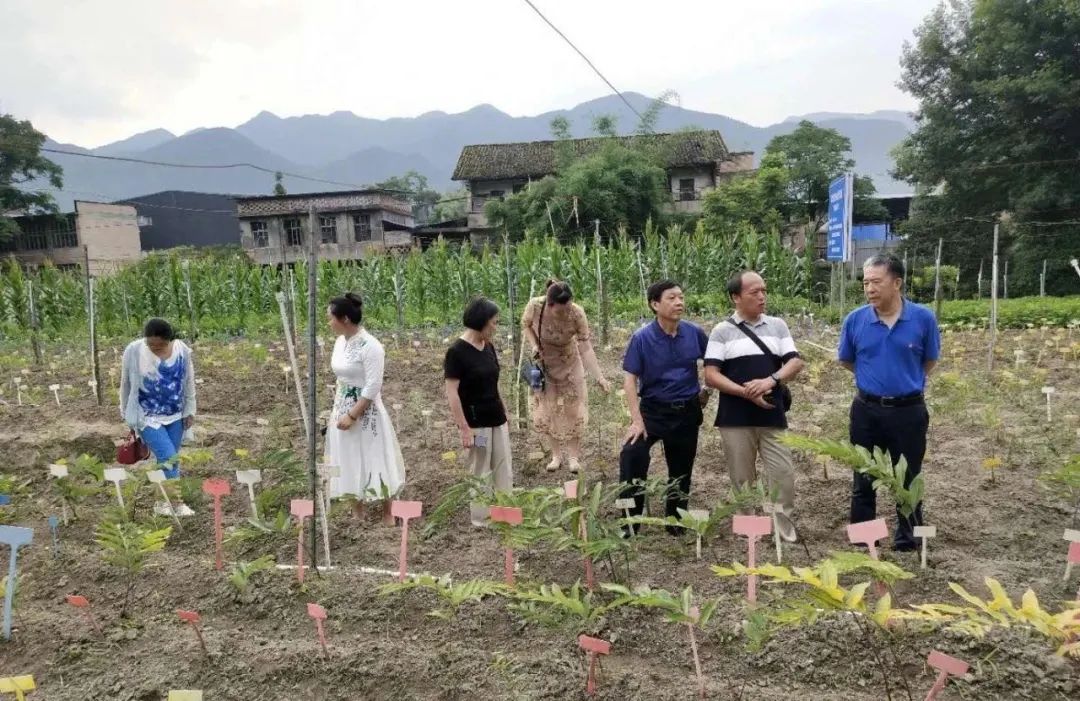 富硒茶是哪些植物做的