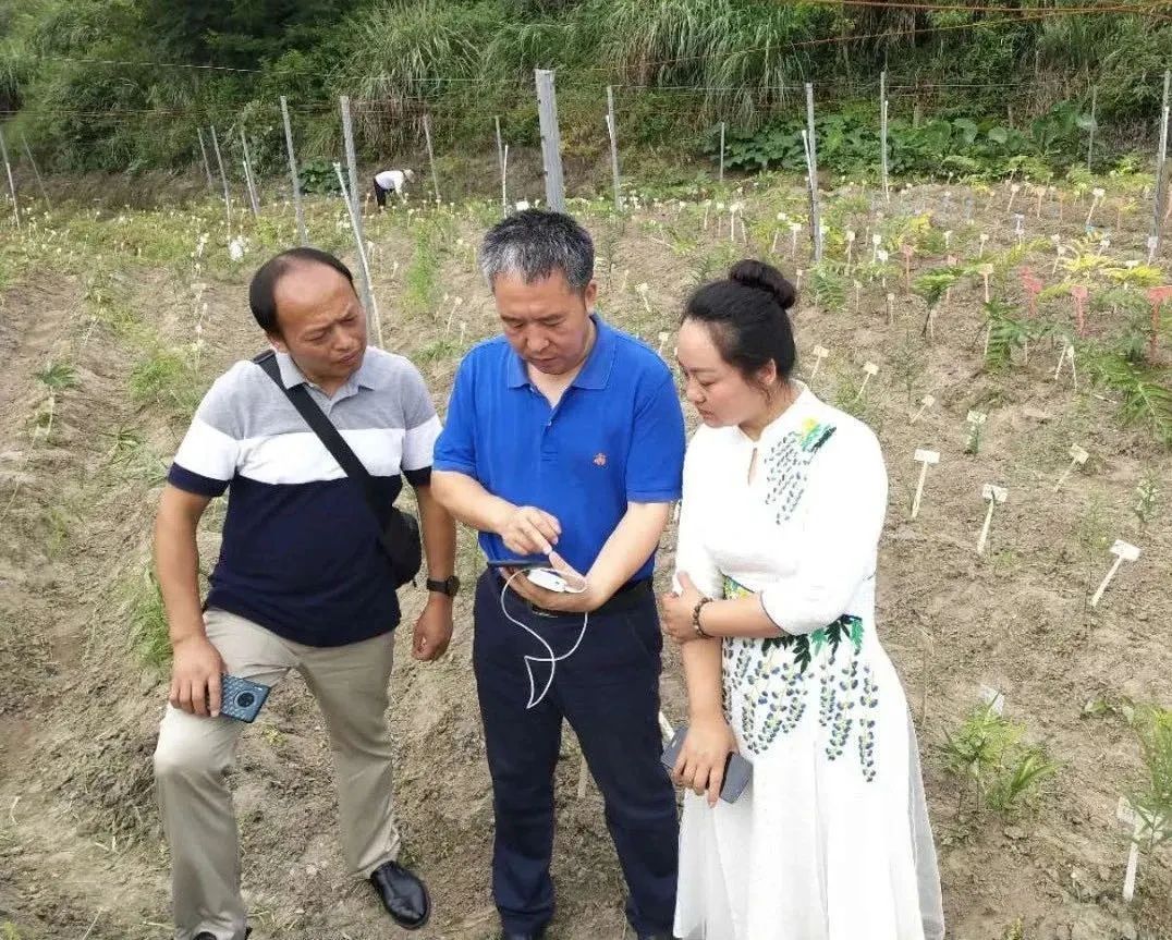 富硒茶是哪些植物做的