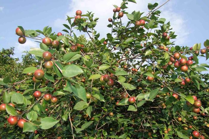 富硒野茶果初榨茶子油