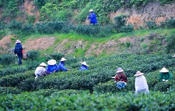 富硒茶跟有机茶一样吗