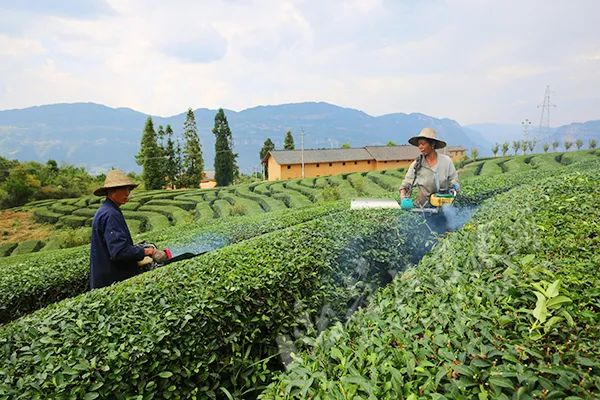 富硒青茶关键生产技术