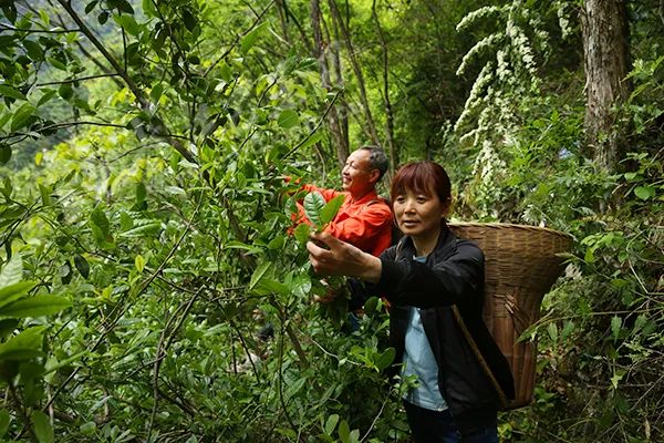 富硒青茶关键生产技术