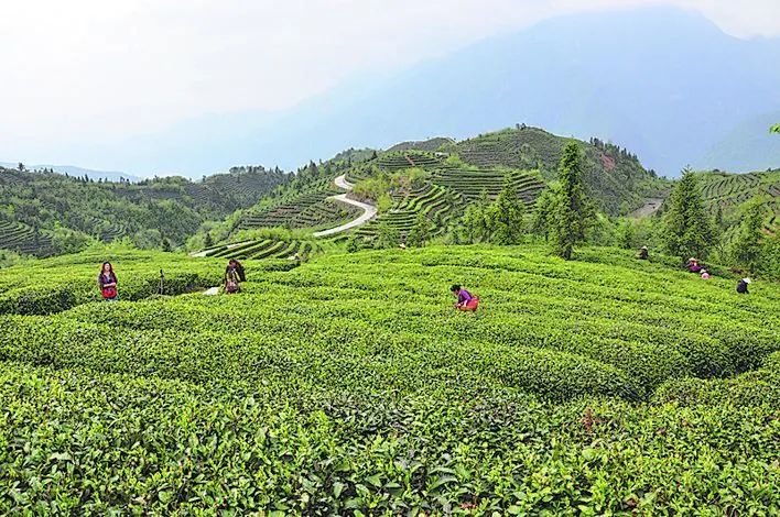 富硒青茶关键生产技术