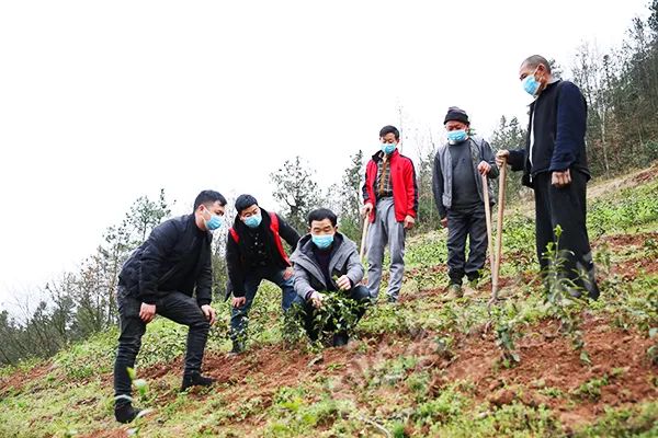 富硒青茶关键生产技术