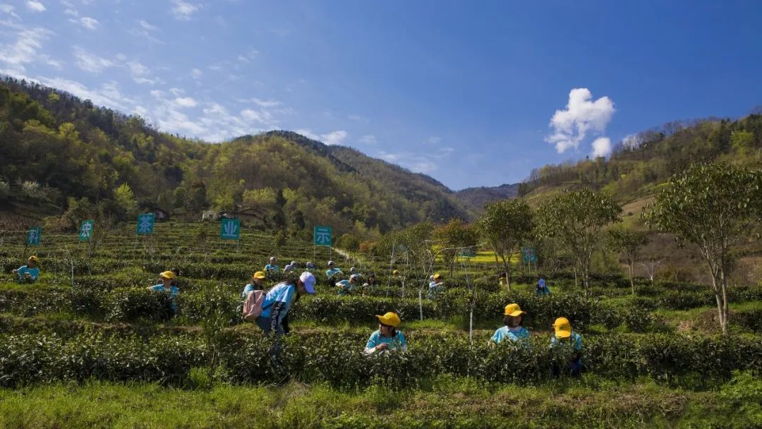 富硒青茶关键生产技术