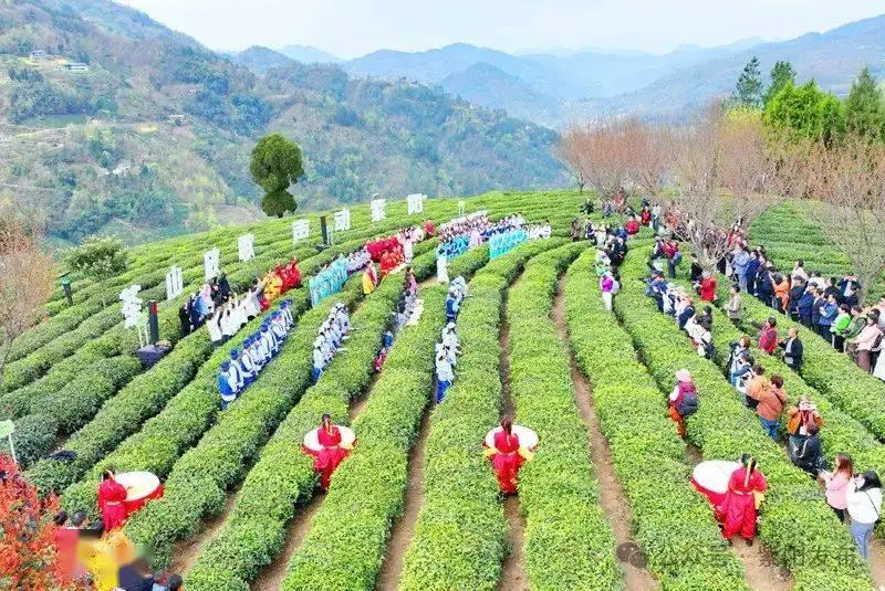 紫阳富硒茶开园活动日