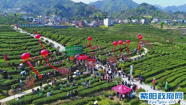 紫阳富硒茶开园活动日