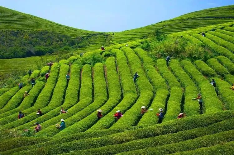 富硒青茶关键生产技术