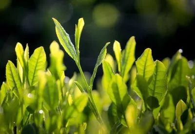 紫阳富硒茶新茶多少钱