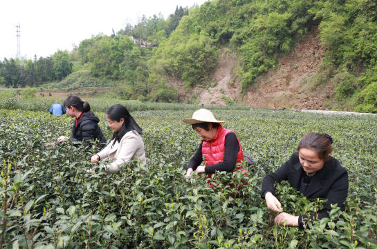 紫阳富硒茶新茶多少钱