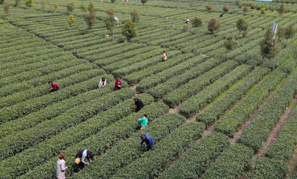 紫阳富硒茶新茶多少钱