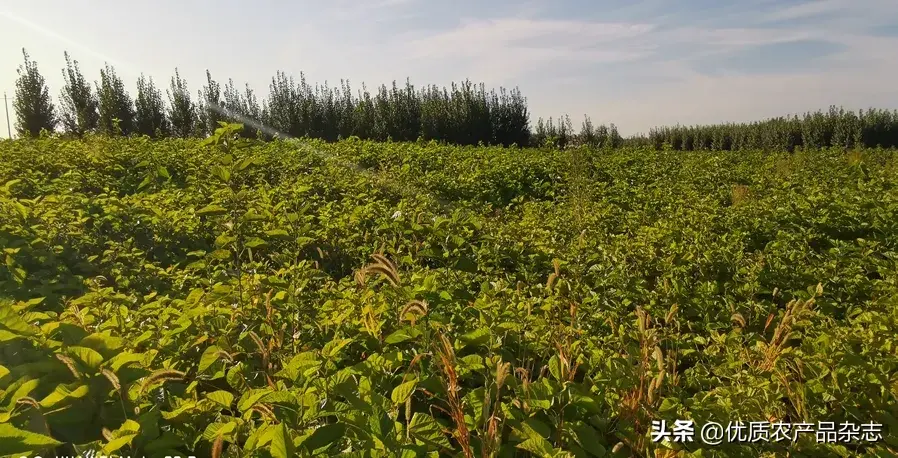 富硒桑叶茶能降血压吗