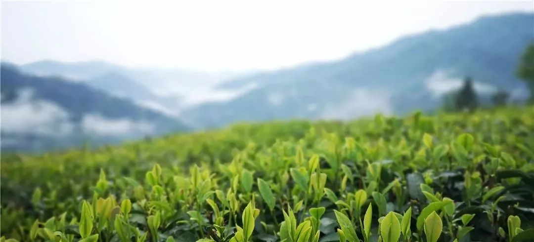 关南春紫阳富硒茶价格