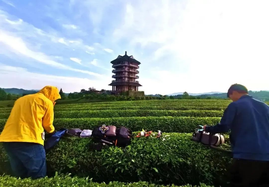 恩施富硒茶价格表湖北