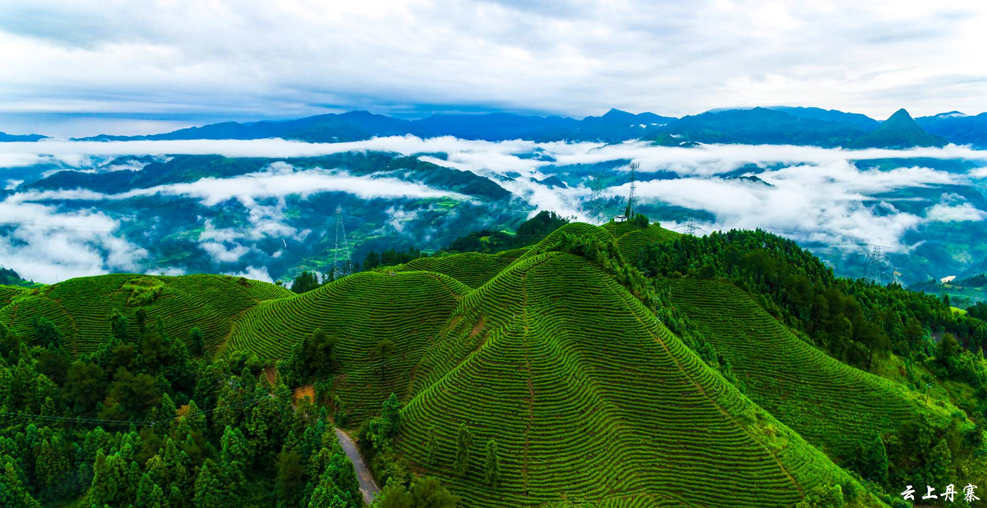 丹寨手工富硒茶多少钱