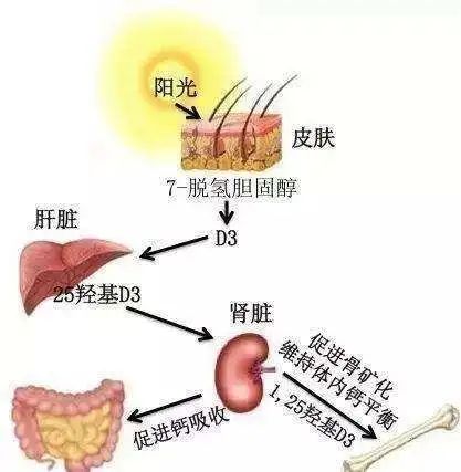 小孩子缺钙吃什么补钙好