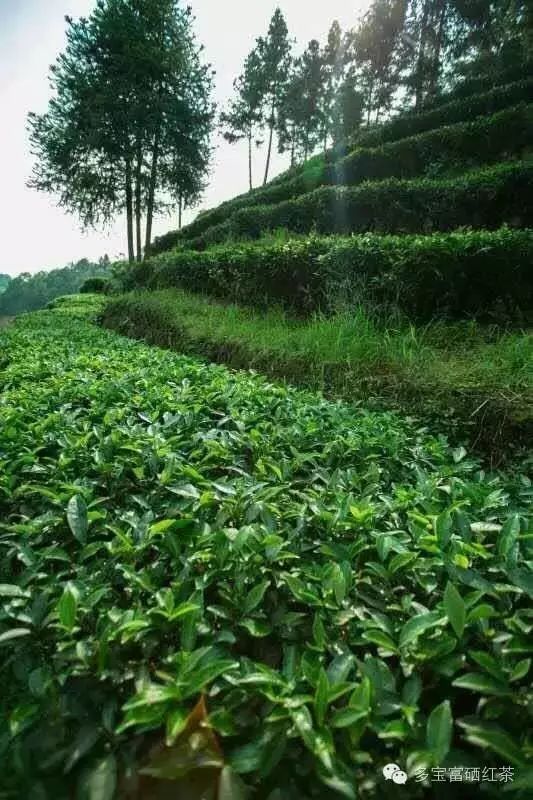 富硒茶肝硬化人喝好吗