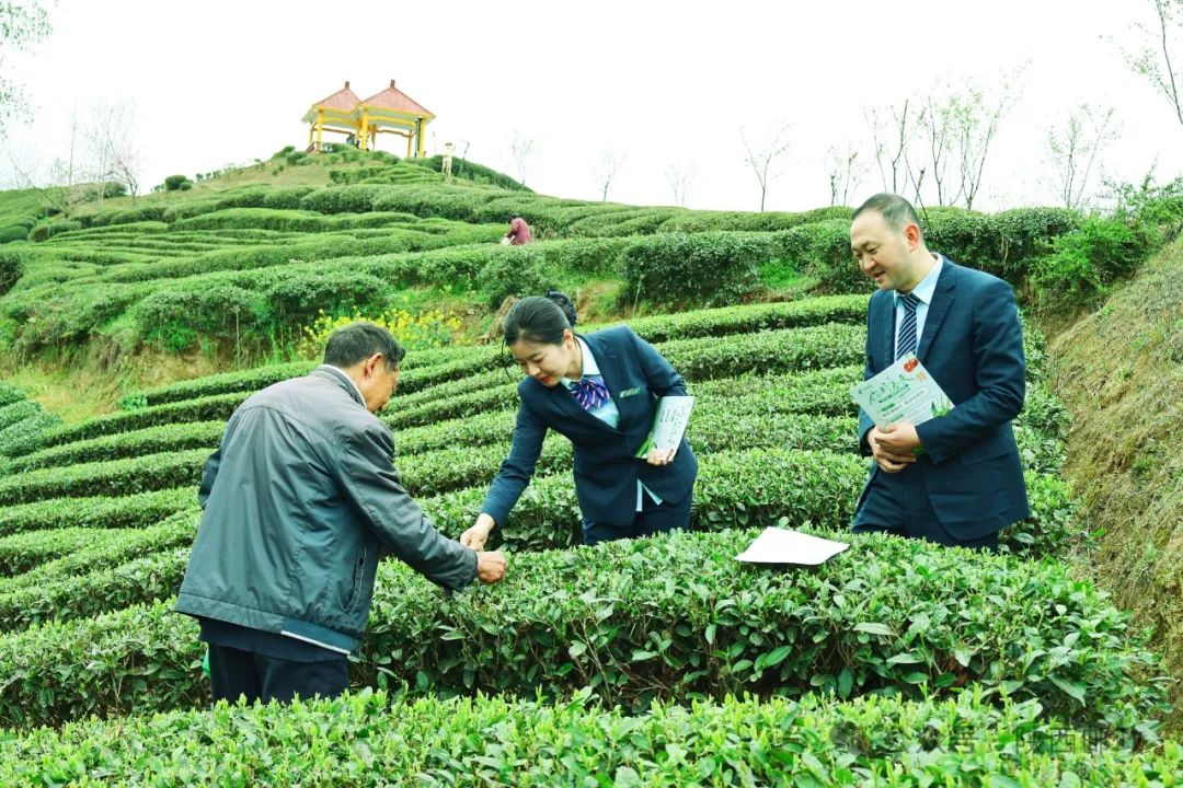 巴山天然富硒茶怎么样