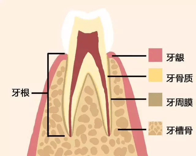 补钙对牙齿有好处吗