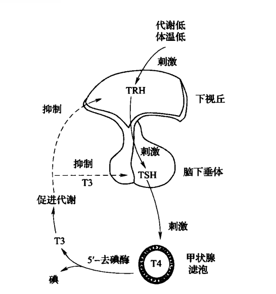 甲亢吃的富硒茶是什么