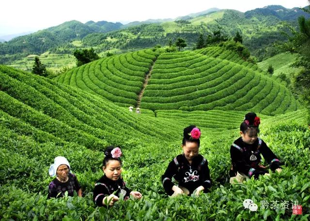 凤冈富硒茶哪里有卖呀