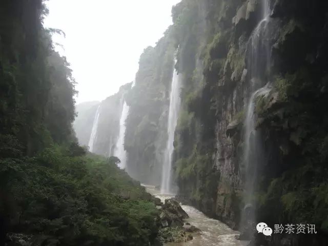 凤冈富硒茶哪里有卖呀